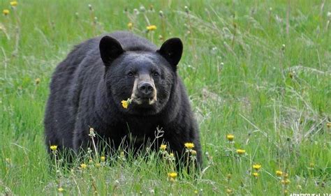 独行650公里黑熊只为求爱，十几万网友护航，围观真爱之旅_布鲁诺