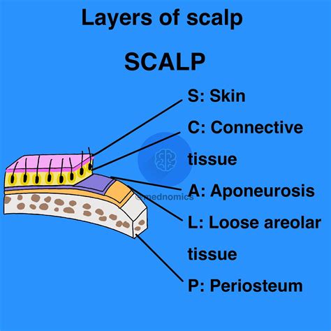 Layers Of Scalp Anatomy