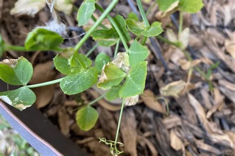 5+ Plants Not to Use Neem Oil On? (and how to fix if they get infested ...
