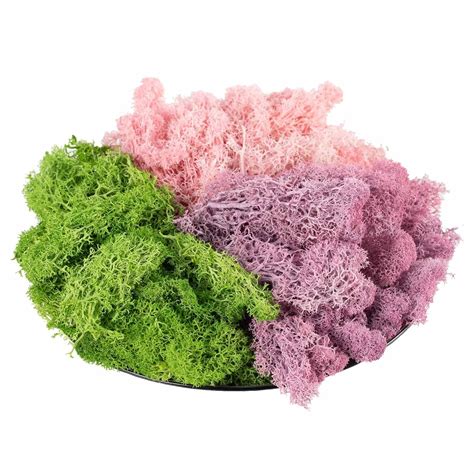 9 OZ Preserved Moss, Natural Live Moss, Fake Moss for Potted Plants ...