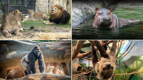 25 Different Animals Found in Zoo with Pictures and Facts - Richmond Mom