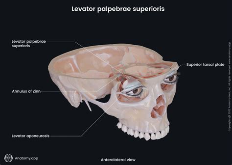 Eye | Anatomy.app