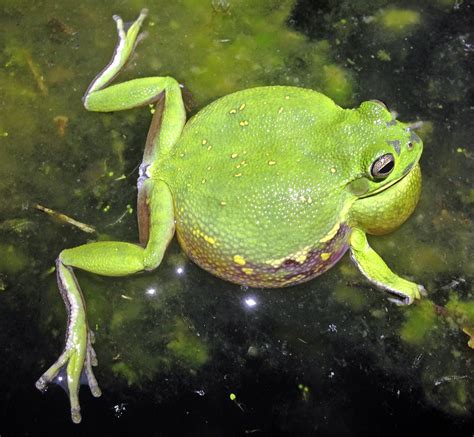 The Many Lives of ‘Sounds of North American Frogs’ - Atlas Obscura