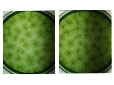 Pond Algae Control 的图像结果