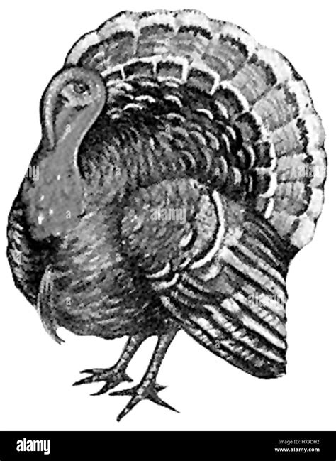 Turkey bird drawing Black and White Stock Photos & Images - Alamy