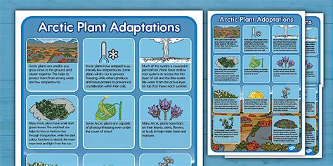 Arctic Plant Adaptations Display Poster