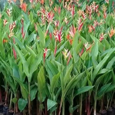 Jual Tanaman Pisang Heliconia | Pohon Pisang Pisangan - Kab. Bogor ...