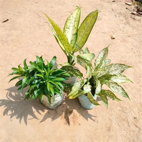 Set of 3 - Dieffenbachia White, Song of India Green & Aglaonema Snow ...