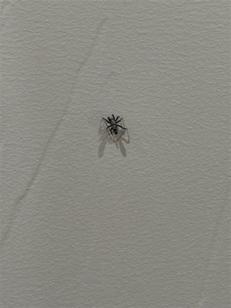 Does anyone know what kind of spider this is? : r/arachnids