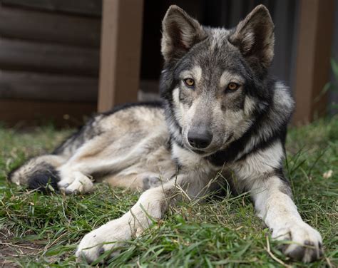 Atlas Caretaker – Mission: Wolf Store