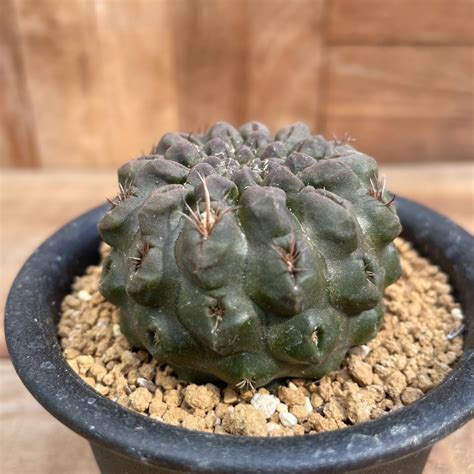 Neochilenia dimorpha【ネオチレニア・デォモルファ・実生】 | RIMO'S GREEN 【Saboten & Succulent】