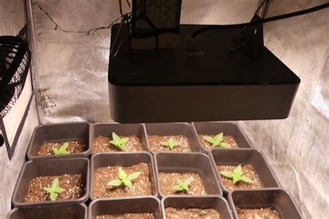 Growtest: Bioledex GoLeaf X1 - Growing Equipment - Vorstellungen - Hanf ...
