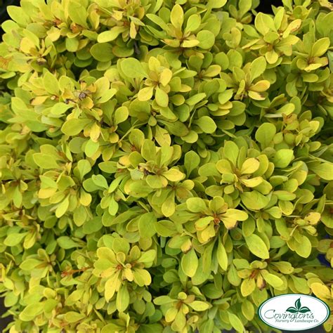 golden jackpot,Among the many games available