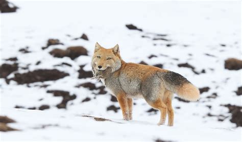 Tibetan fox facts, distribution & population | BioDB