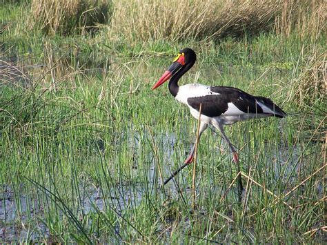 Mudumu National Park Tourism (2022): Best of Mudumu National Park ...