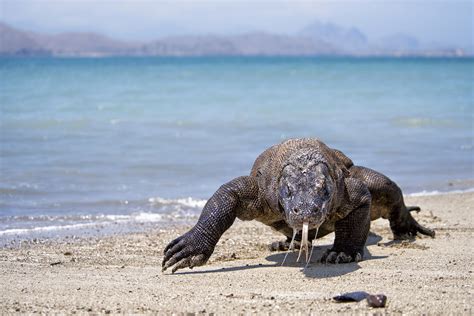 Komodo Dragon Facts