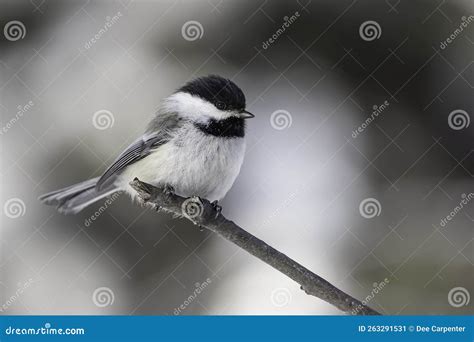 A Black-capped Chickadee in Alaska Stock Image - Image of capped ...