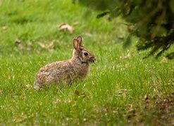 Image result for Wild Brown Rabbit Baby