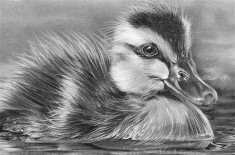 tutorial draw my picture in pencil free