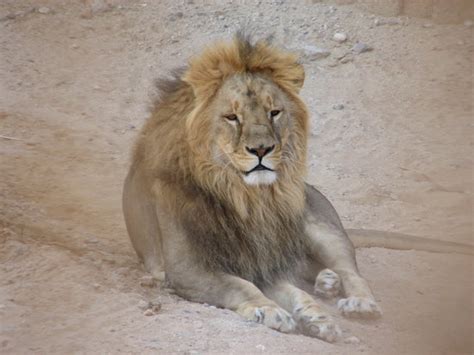 Al Ain Photos - Featured Images of Al Ain, Emirate of Abu Dhabi ...