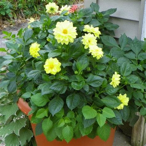 Buy Dahlia (Any Color) - Plant online from Nurserylive at lowest price.