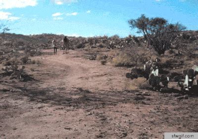 Camels are nuts.