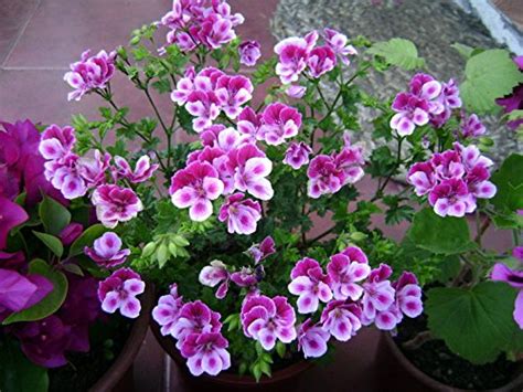 Creative Farmer Flower Seeds : Godetia Spring Blooming Annual Flower ...