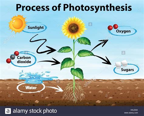 Draw a diagram and explain in details the process of photosynthesis and ...