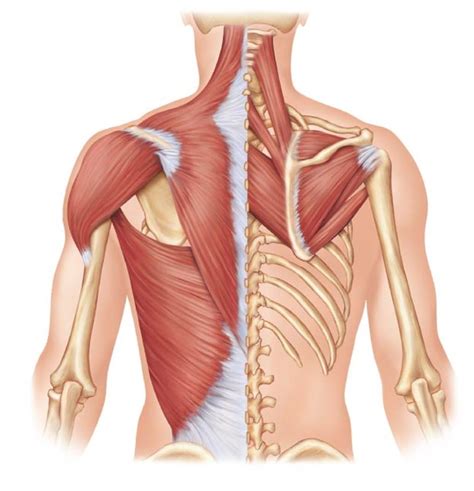 Back Muscle 的图像结果