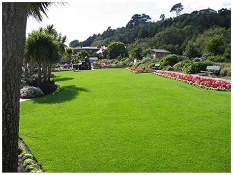 Korean nilgiri lawn grass seeds | Seeds for korean nilgiri lawn grass ...