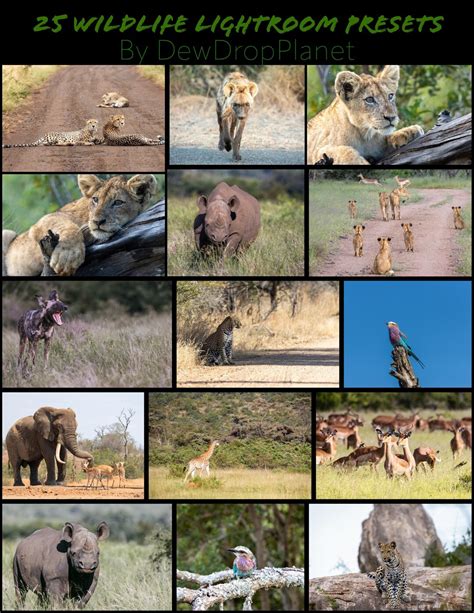 Africa Wildlife Lightroom Presets - Etsy