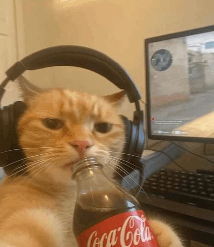 Cute Things Exploding Cat 的图像结果