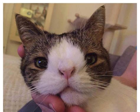 Are there Animals with Down Syndrome?