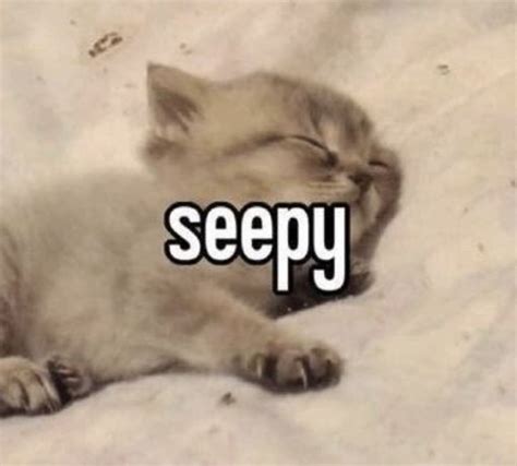 sleepy | Cat memes, Funny cats, Kittens