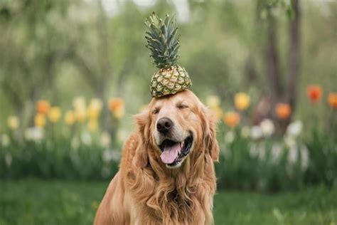 Can Dogs Eat Pineapple? - Nextrition Pet