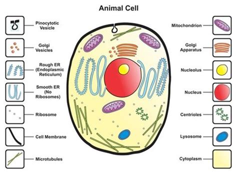 Basic Animal Cell Structure 的图像结果