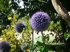 fiore a palla orti in progress echinops un tocco di fiore a palla orti in progress echinops un tocco di