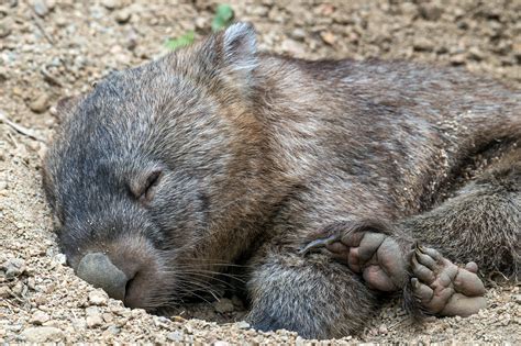 Where to See Wombats in Tasmania: Everything You Need to Know - Lydia and Wehan