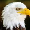 Read the sentence to find out whether there is any grammatical error in ...