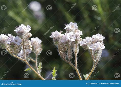 Spring Bloom Series - Lacy Scorpion Weed - Fiddleneck - Phacelia Tanacetifolia Stock Image ...
