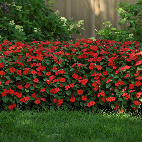Bright Red Impatiens Container Plant Flower Seeds