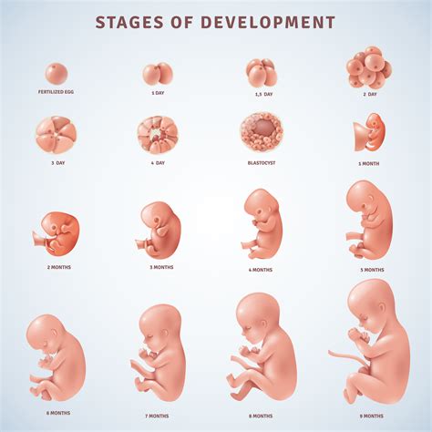 Image result for Early Embryo Development