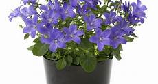 piante da appartamento con fiori bianchi fiori da appartamento piante appartamento come piante da appartamento con fiori bianchi fiori da appartamento piante appartamento come