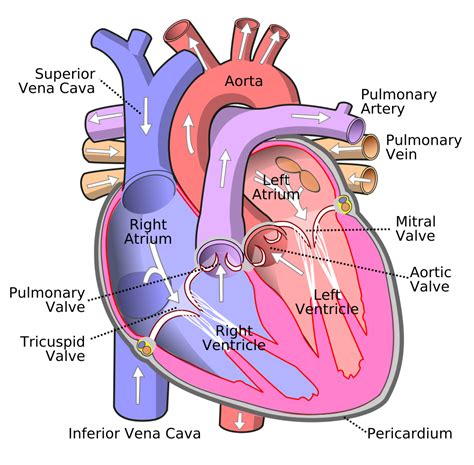 Quiz about human body - OrgPad