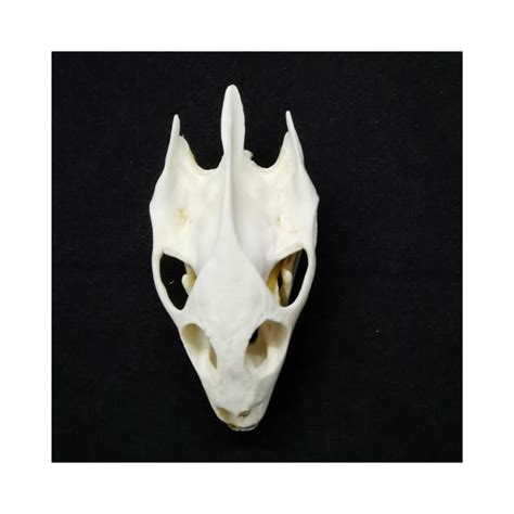 Racoon Dog Skull,Coypu Skull,Muskrat Skull,Fox | Ubuy India