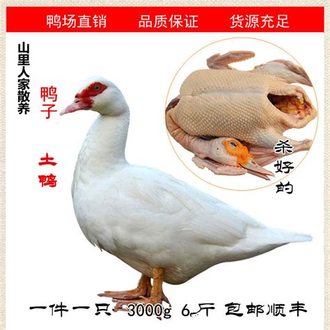 张鸭子-中国西部预制菜之都