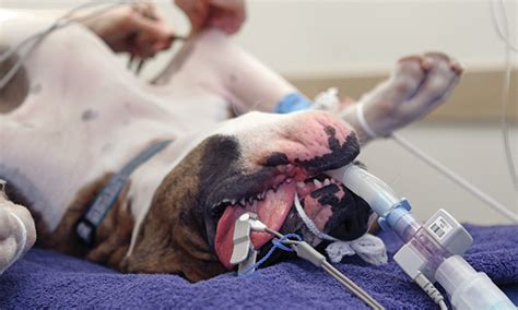 Anesthesia Airway Medicine Given Dog 的图像结果