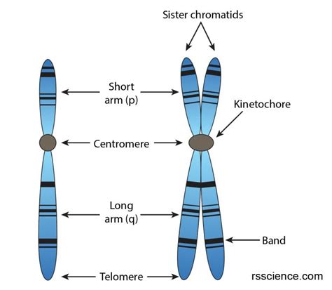 Image result for Chromosome Microarray Test
