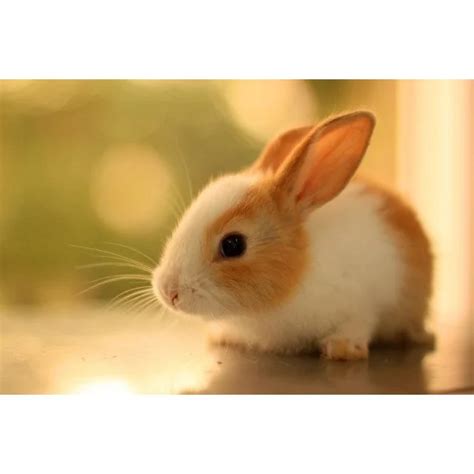 Cute Rabbit