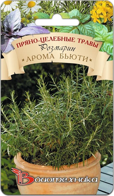 Семена Розмарина Фото — Mixyfotos.ru